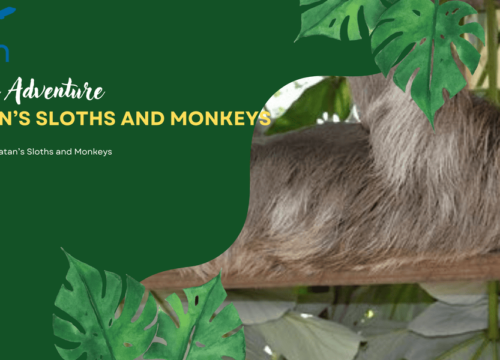 Up Close with Roatan’s Sloths and Monkeys: A Wildlife Adventure You’ll Never Forget