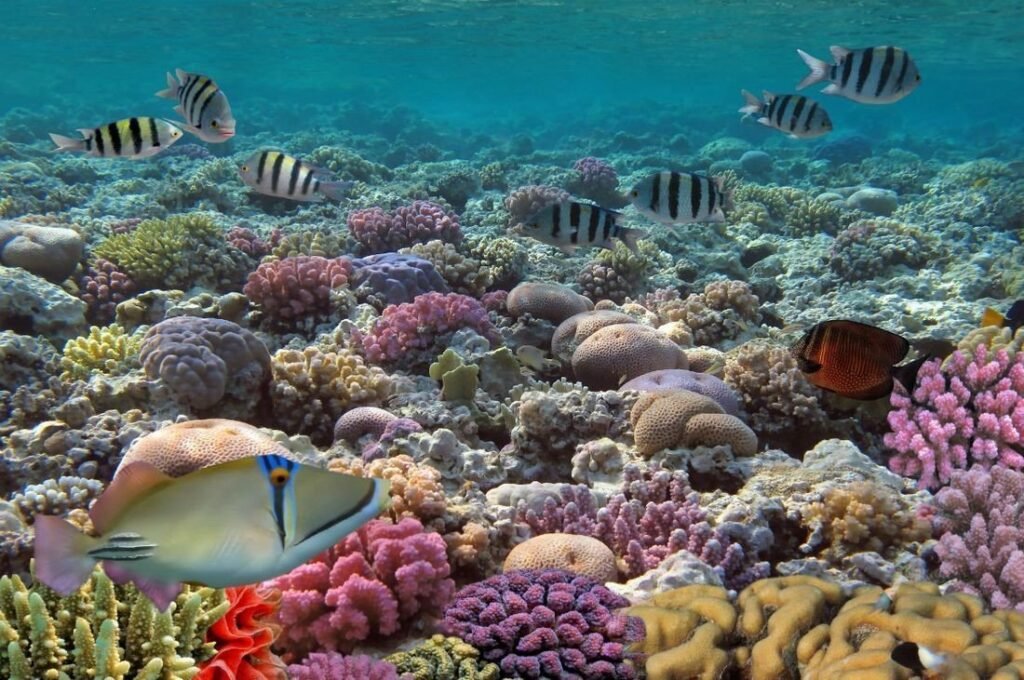 Snorkeling at the Mesoamerican Barrier Reef